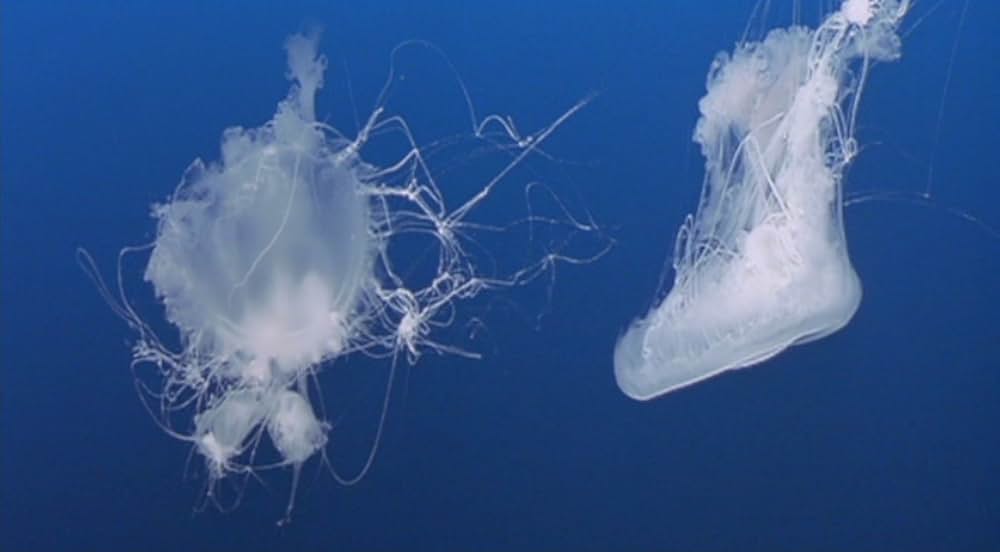 神に選ばれし無敵の男の画像