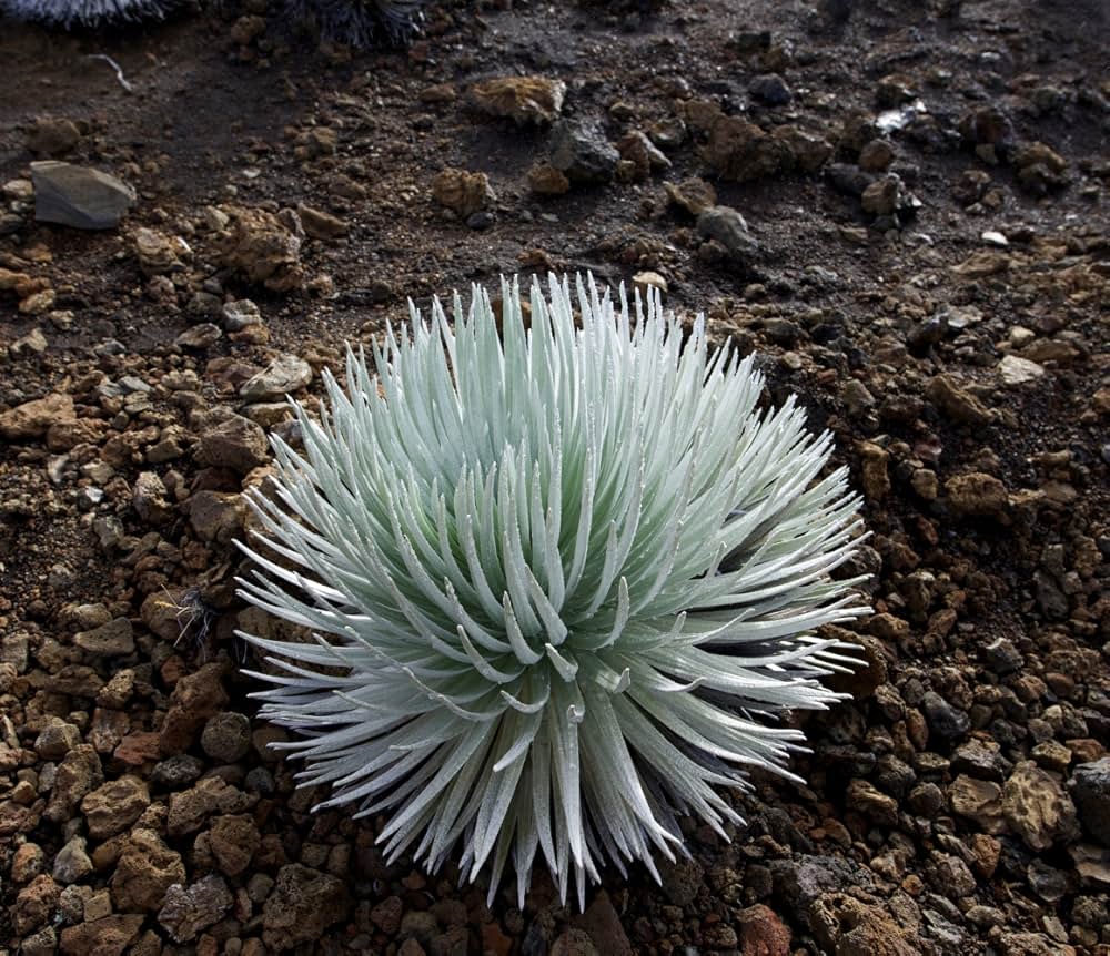 地球外生命を求めての画像