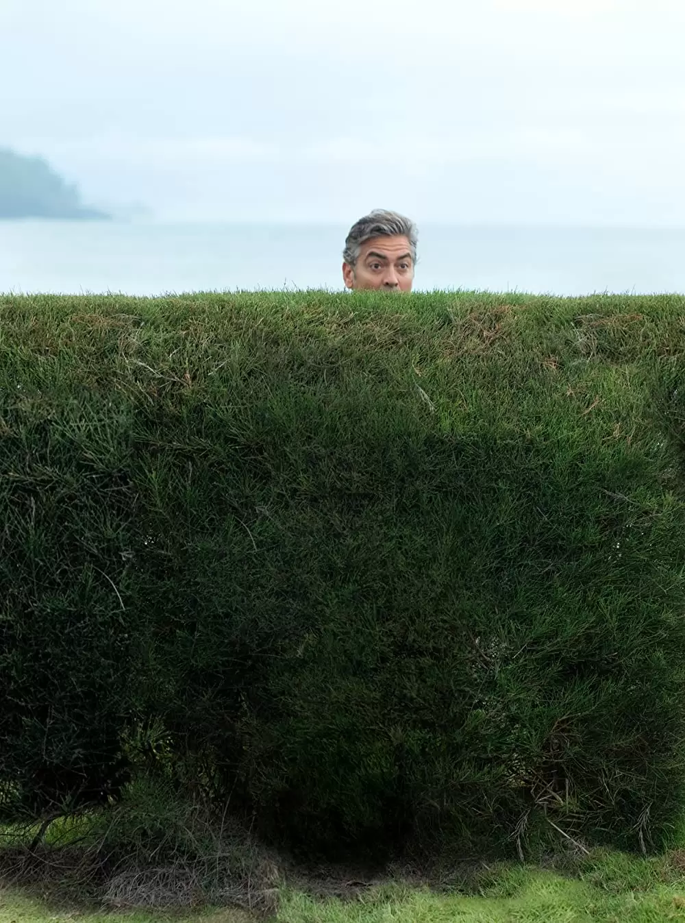 ファミリー・ツリーの画像