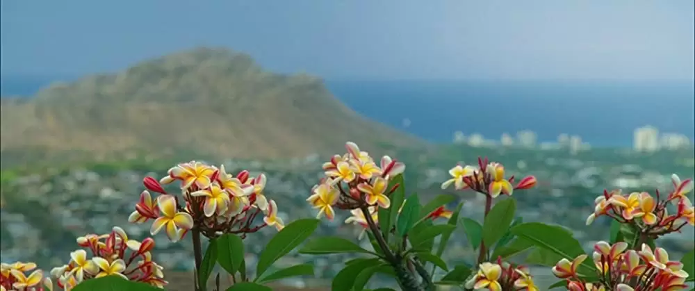 ファミリー・ツリーの画像