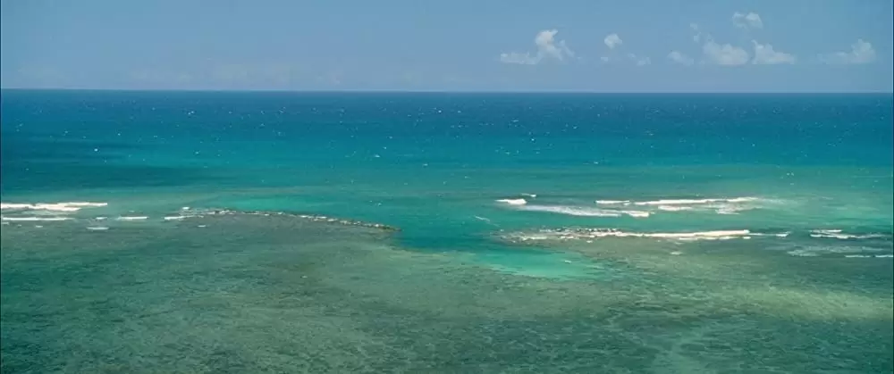 ファミリー・ツリーの画像