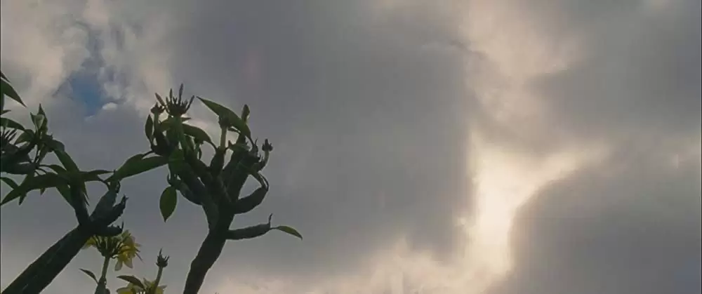 ファミリー・ツリーの画像