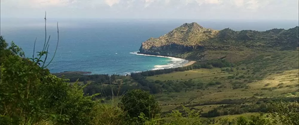 ファミリー・ツリーの画像