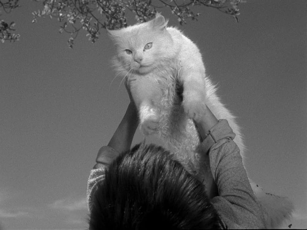 キャットスキンの画像