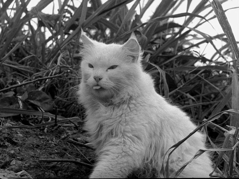 キャットスキンの画像