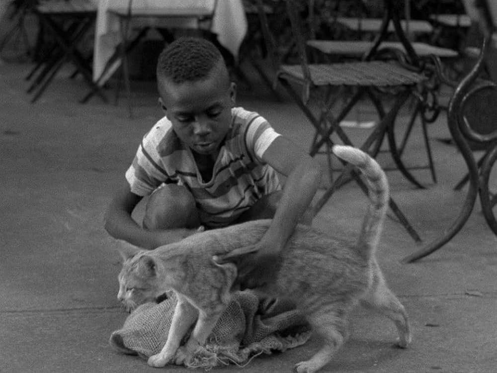 キャットスキンの画像