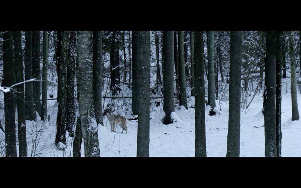古代の森の画像