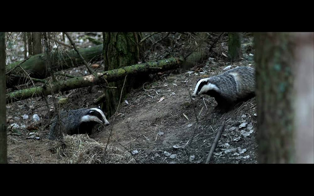 古代の森の画像