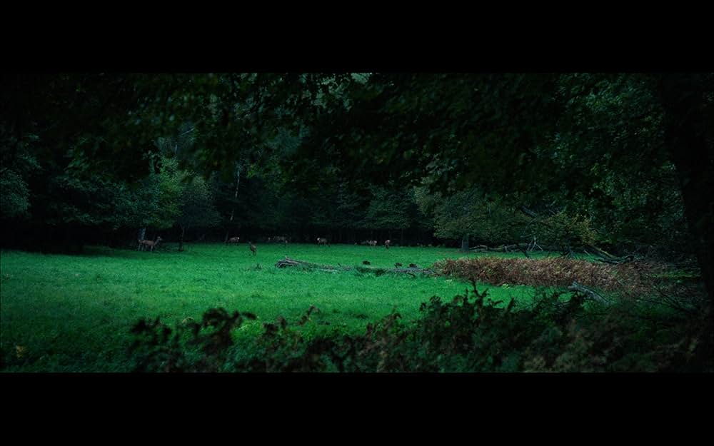 古代の森の画像