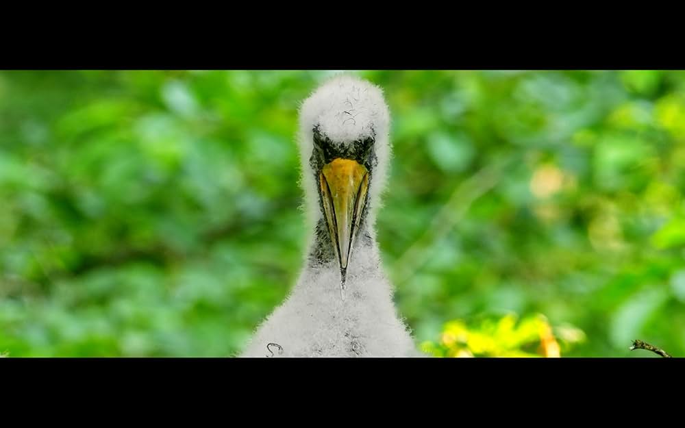 古代の森の画像