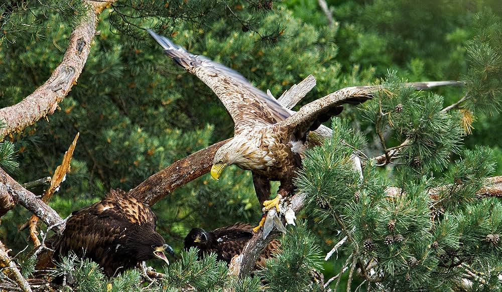 古代の森の画像