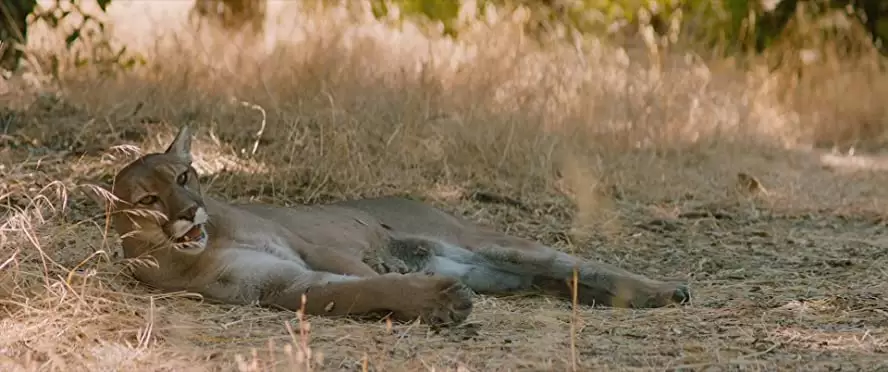 おとなの恋は、まわり道の画像