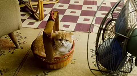 レンタネコの画像