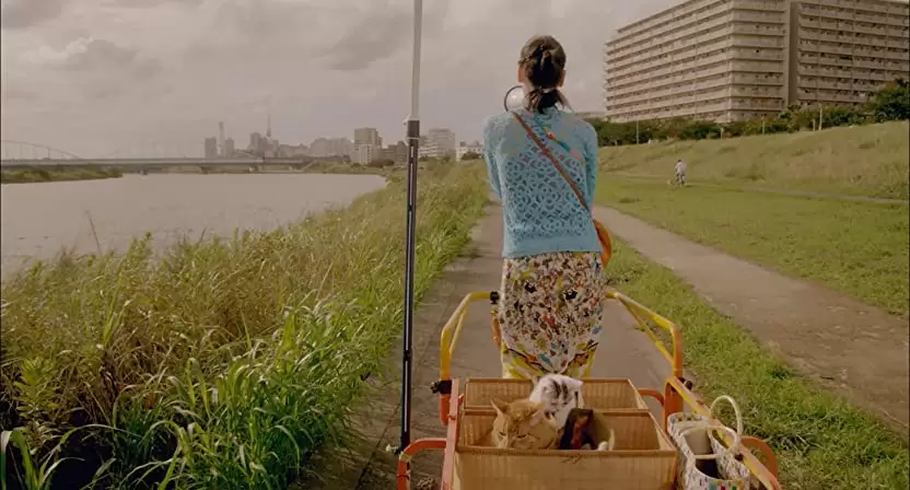 レンタネコの画像