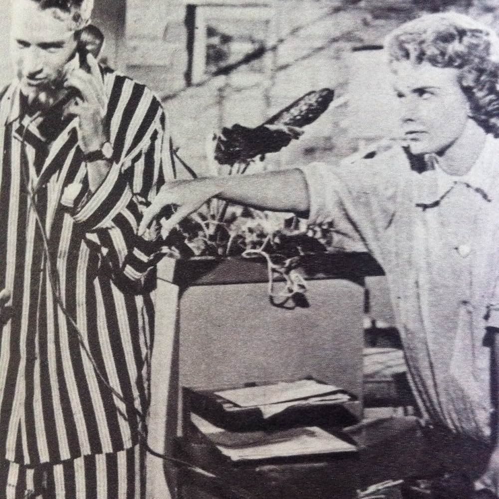 ポール・ニューマンの 女房万歳！の画像