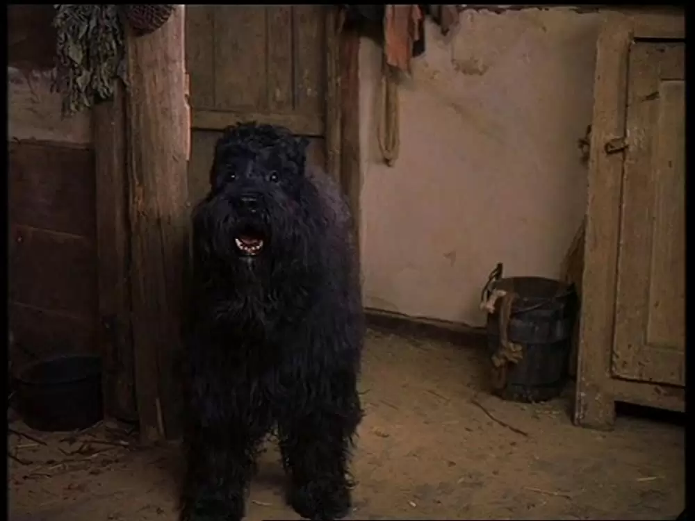 フランダースの犬の画像