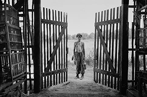 異端の鳥の画像