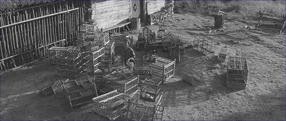 異端の鳥の画像