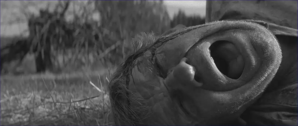 異端の鳥の画像