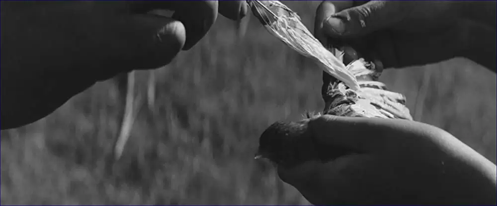 異端の鳥の画像