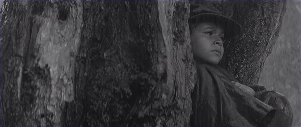 異端の鳥の画像