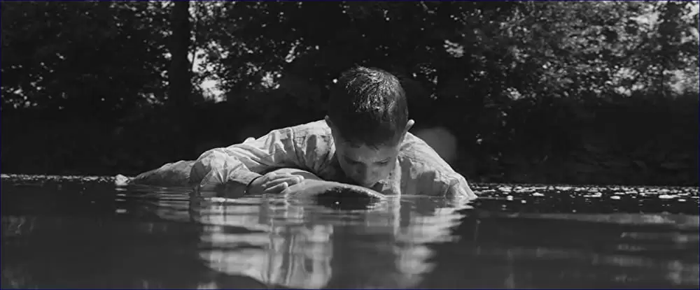 異端の鳥の画像