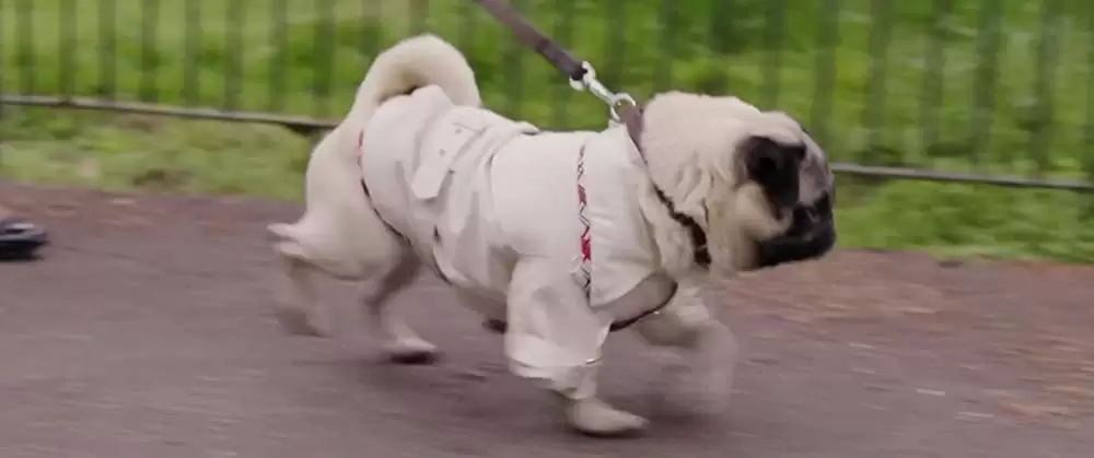 パグ・アクチュアリー ダメな私のワンダフル・ライフの画像