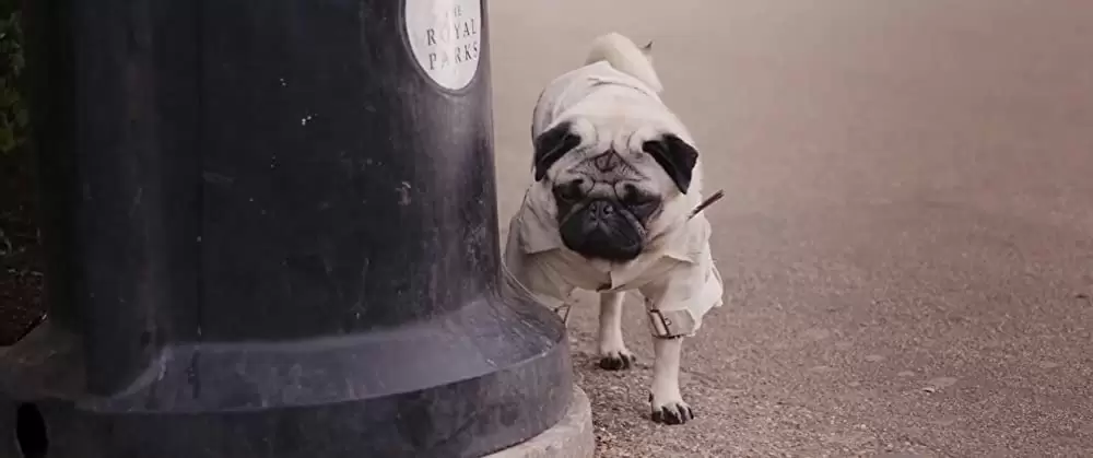 パグ・アクチュアリー ダメな私のワンダフル・ライフの画像