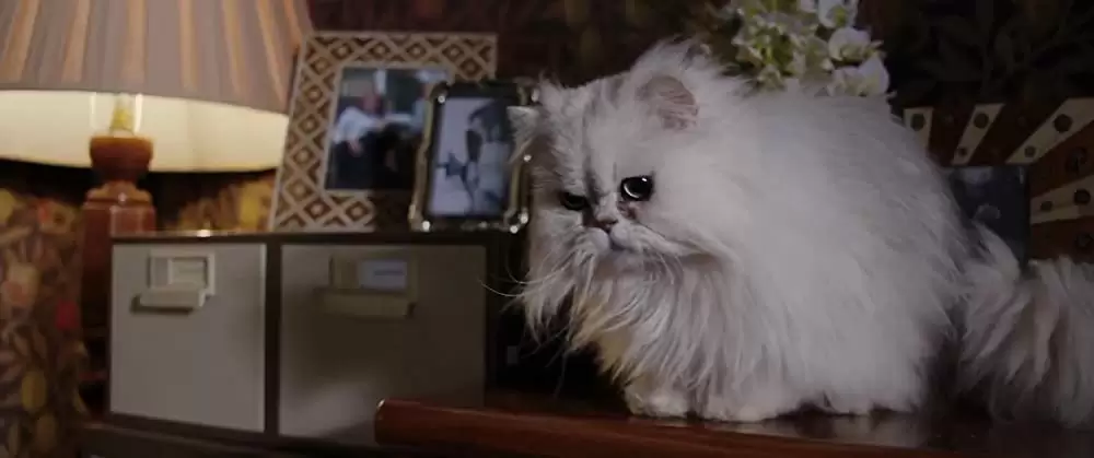 パグ・アクチュアリー ダメな私のワンダフル・ライフの画像