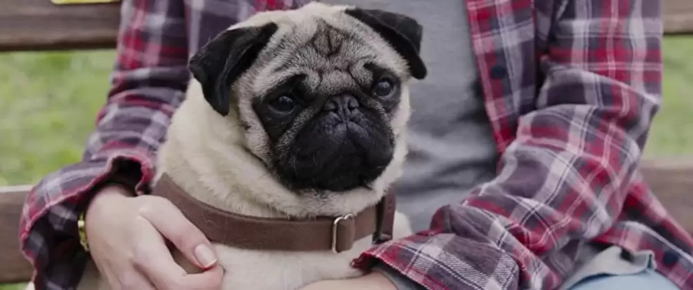 パグ・アクチュアリー ダメな私のワンダフル・ライフの画像