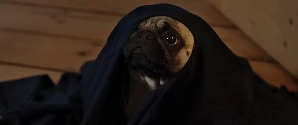 パグ・アクチュアリー ダメな私のワンダフル・ライフの画像