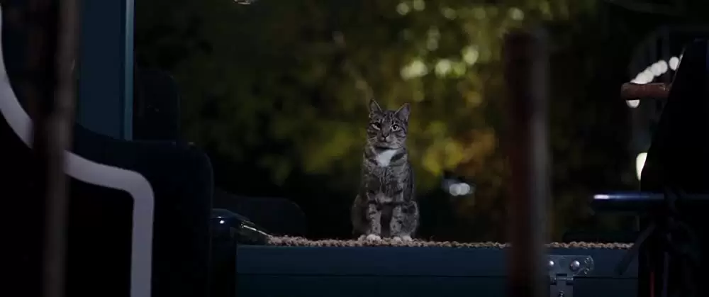 パグ・アクチュアリー ダメな私のワンダフル・ライフの画像