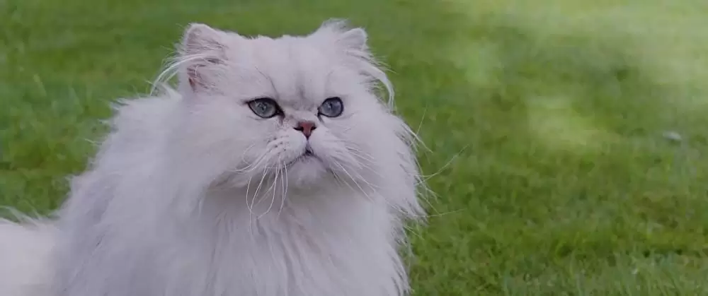 パグ・アクチュアリー ダメな私のワンダフル・ライフの画像