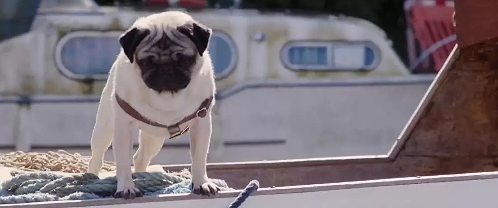 パグ・アクチュアリー ダメな私のワンダフル・ライフの画像