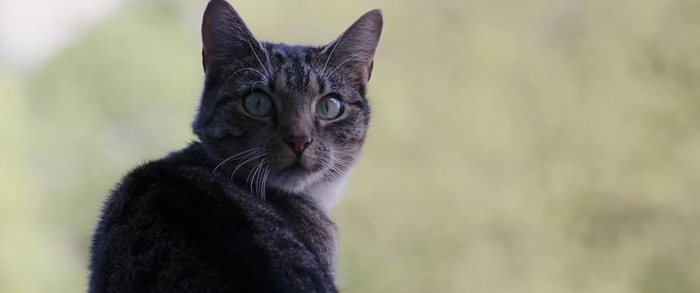 パグ・アクチュアリー ダメな私のワンダフル・ライフの画像