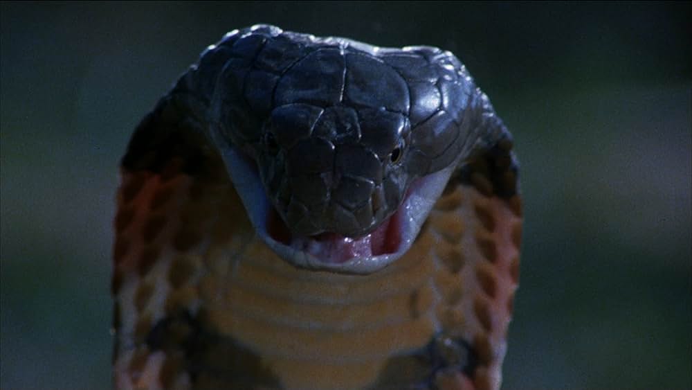 コブラパニック・呪われた牙の画像