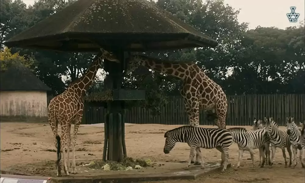 よこがおの画像