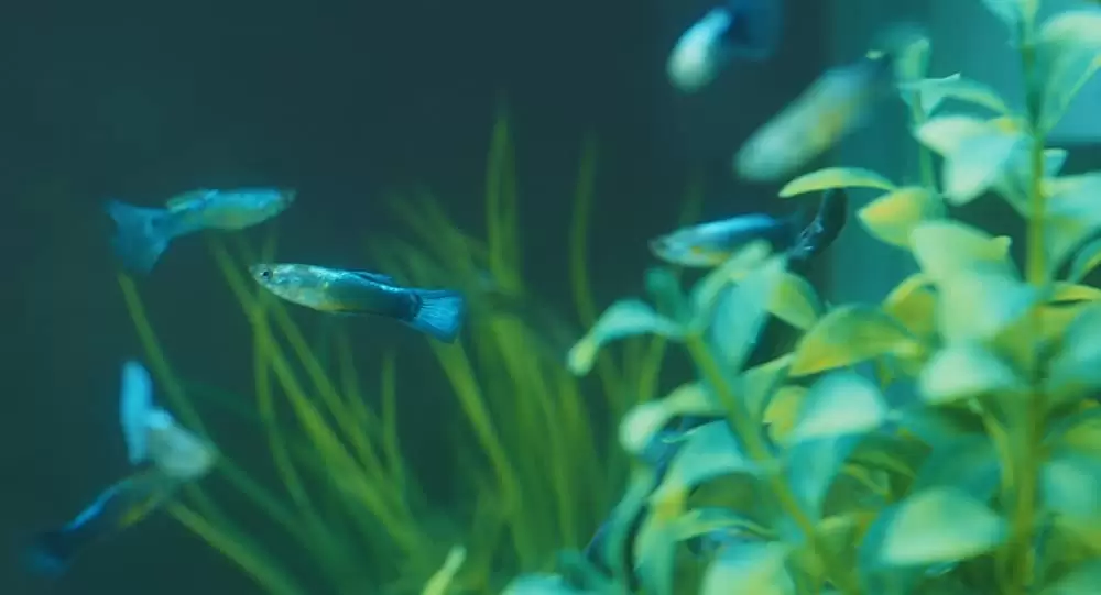 アンダー・ユア・ベッドの画像