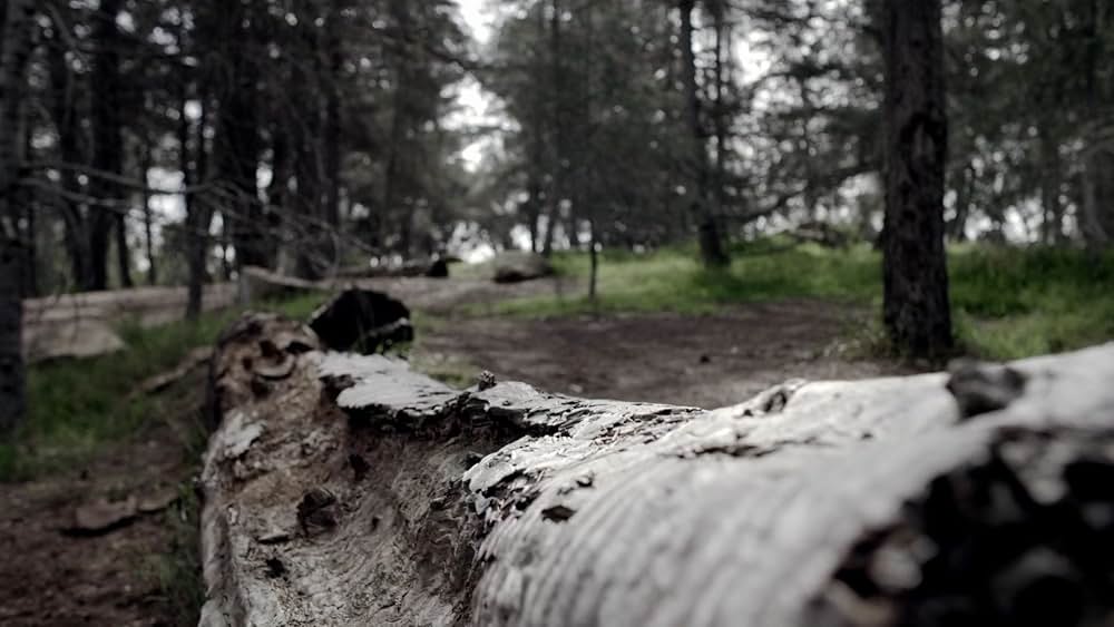 マキシマム・ライド～翼ある者たちの画像