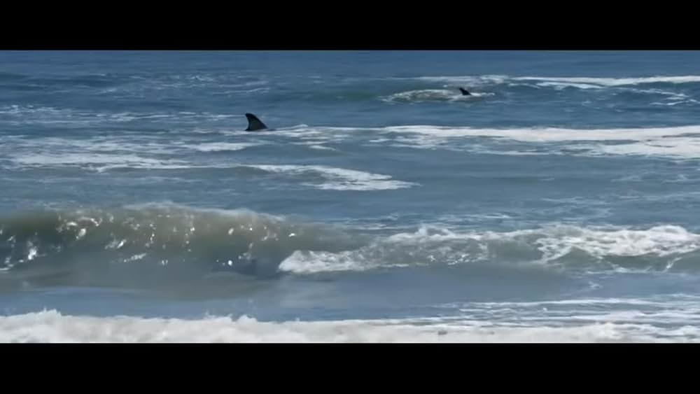 シャーク・アイランドの画像