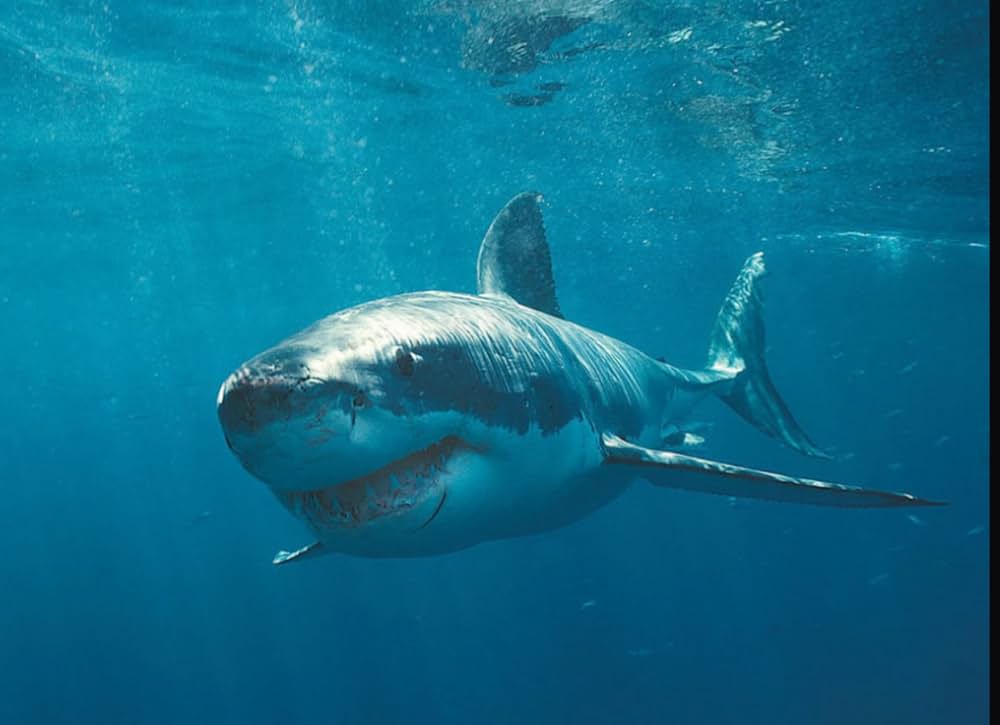 ディープ・ライジング コンクエストの画像