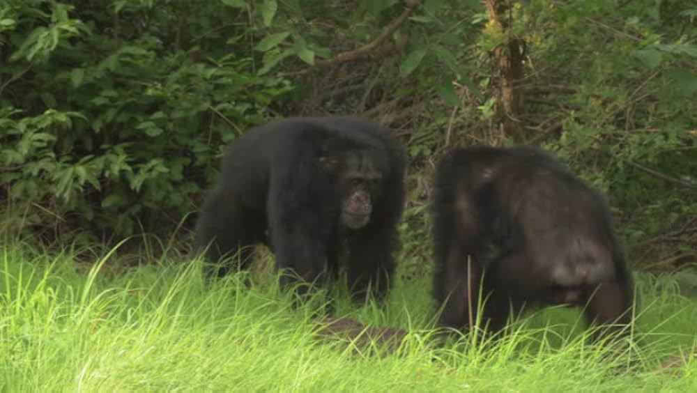 ライフ いのちをつなぐ物語の画像