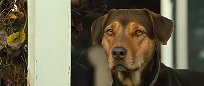 ベラのワンダフル・ホームの画像