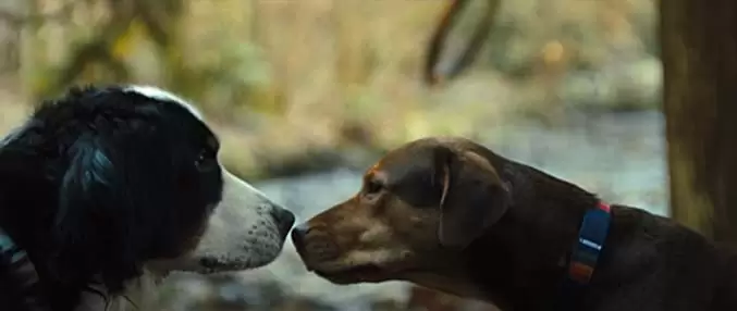 ベラのワンダフル・ホームの画像