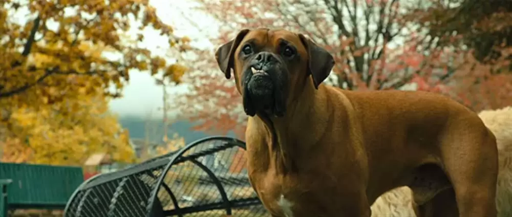 ベラのワンダフル・ホームの画像