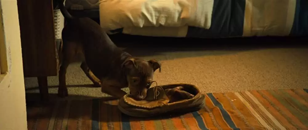 ベラのワンダフル・ホームの画像