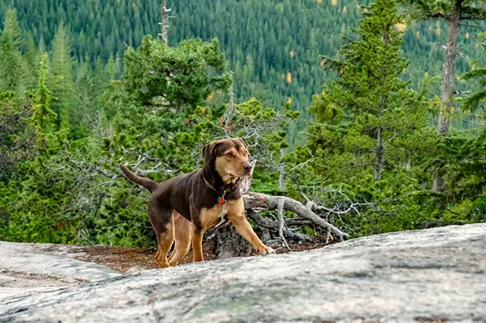 ベラのワンダフル・ホームの画像