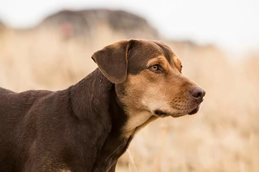 ベラのワンダフル・ホームの画像