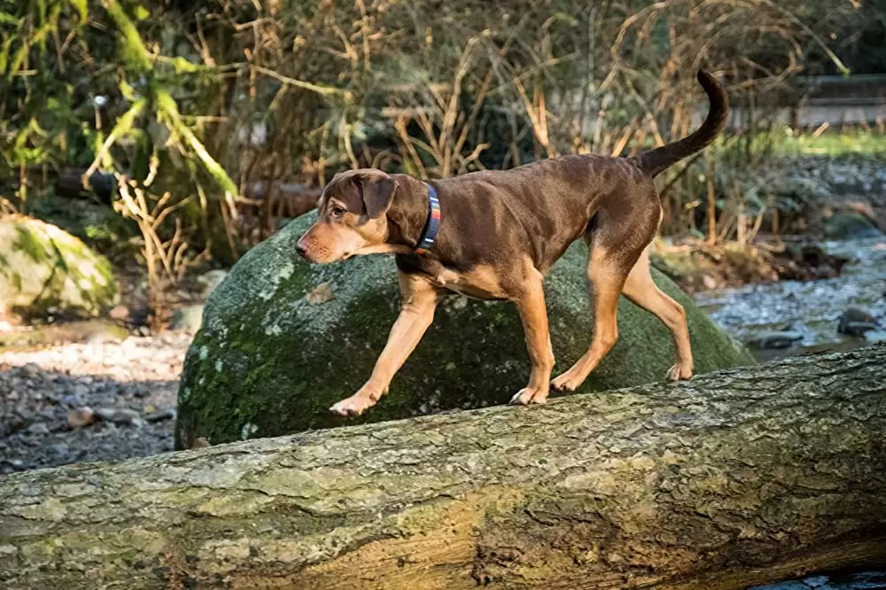 ベラのワンダフル・ホームの画像