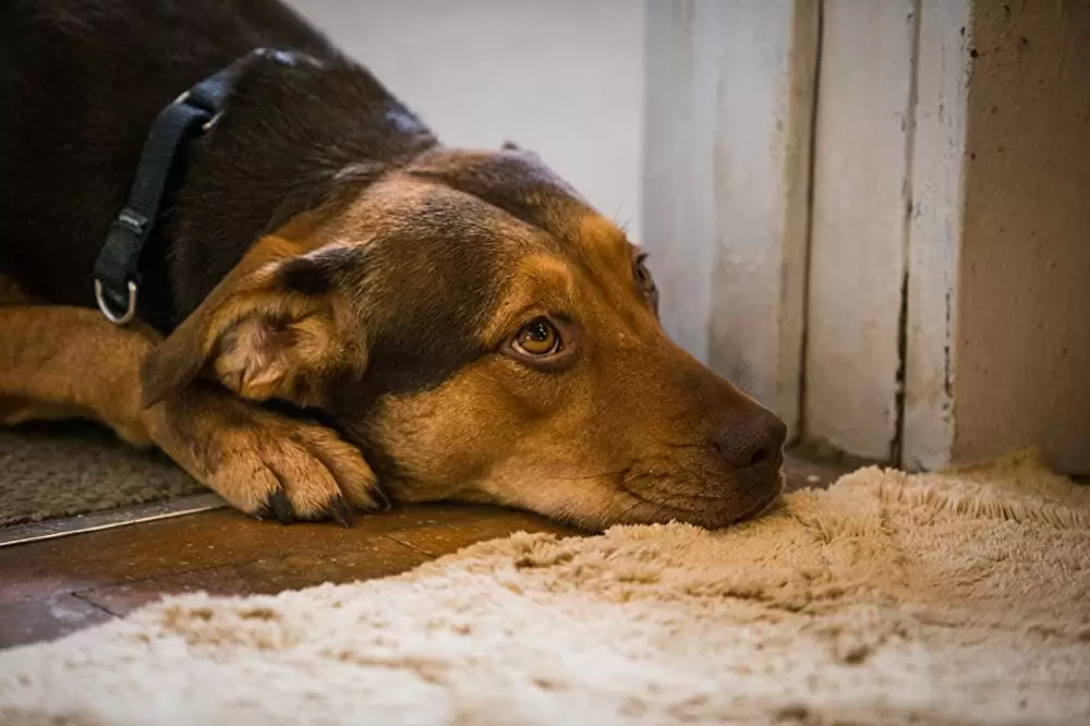 ベラのワンダフル・ホームの画像